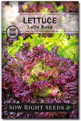 VibeX PAU-45 - Lolla Rosa Lettuce - (1350 Seeds) Seed(1350 per packet)