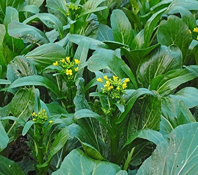 WILLVINE VMR -V Choy Sum Chinese Flowering Cabbage [25g] Seed(7500 per packet)
