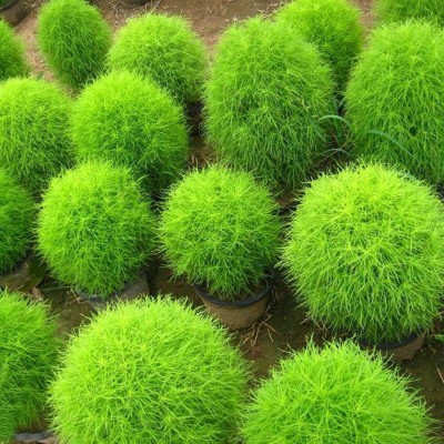 Aywal Kochia Flower Mix Colour F1 Hybrid Seed(10 per packet)