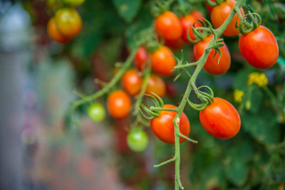 COW GRASS SEEDS COW FARMING tomato Seed(135 per packet)
