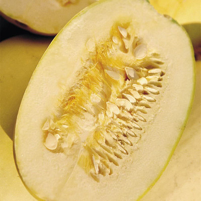 CYBEXIS HUA-99 - Spaghetti Winter Squash Yellow - (225 Seeds) Seed(225 per packet)