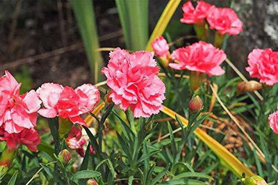 KANAYA Carnation Seed(33 per packet)