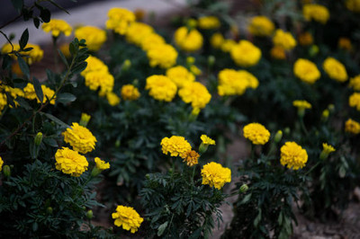 HYBRID marigold/gende ka phool flower seeds Seed(75 per packet)