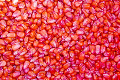 WILLVINE ROX -II Peaches & Cream Sweet Corn Seeds-[100g] Seed(400 per packet)