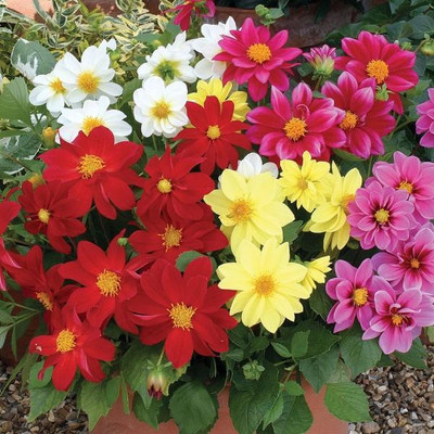 BDSresolve Dahlia Summer Flower Seeds Seed(30 per packet)