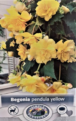 Qualtivate KGF -88 Pendula Yellow Begonia Seeds Seed(25 per packet)