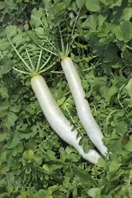 MAA Radish, Muli Seed(150 per packet)