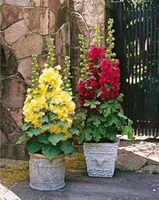DEYS AGRO ™ mix hybrid hollyhock flower seed,double holyhock plant Seed(42 per packet)