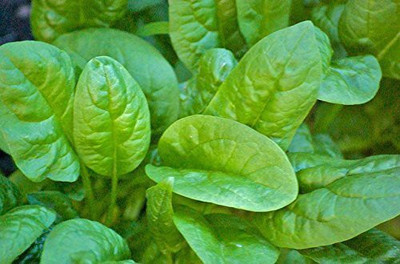 KANAYA Malabar Spinach Seeds Seed(75 per packet)