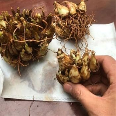 GISLENUS rajani bulb Seed(15 per packet)