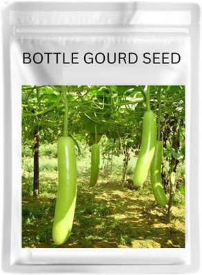 KNESSiN Hybrid Summer Prolific Long Bottle Gourd-[25gm] Seed(100 per packet)