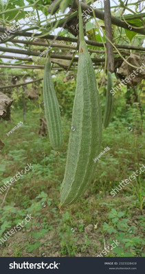 Paudhaa FI QUALITY RIDGE GOURD Seed(18 per packet)