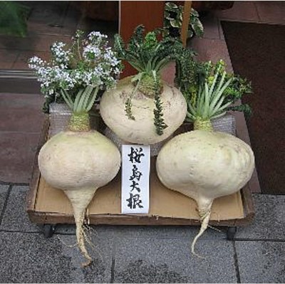 Qualtivate HUA-5A Sakurajima Mammoth Radishes Seeds Seed(300 per packet)