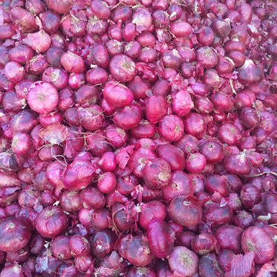 CYBEXIS Organic Nasik Onion Seeds2000 Seeds Seed(2000 per packet)