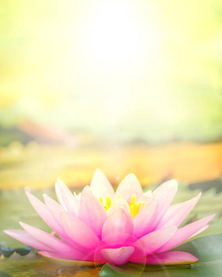 Shyamkripa creation lotus,kamal gatta Seed(14 per packet)