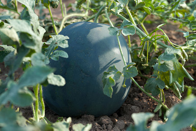 Seedsilk Store Black Watermelon For Planting Seed(50 per packet)