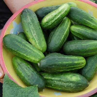 Quentova H-19 LITTLE LEAF CUCUMBER SEEDS-DXL-11C Seed(200 per packet)