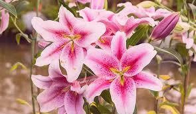 VENUS ONLINE Lily Flowering 2 bulbs Fragrant Flower Plants Seed(2 per packet)
