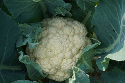 ROOTGROW white cauliflower,gobhee seeds Seed(13 per packet)