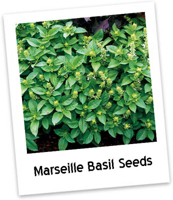 Qualtivate HUA-3 Marseille dwarf basil seeds Seed(1000 per packet)