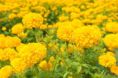 SUNWAN marigold/gende ka phool flower seeds Seed(75 per packet)