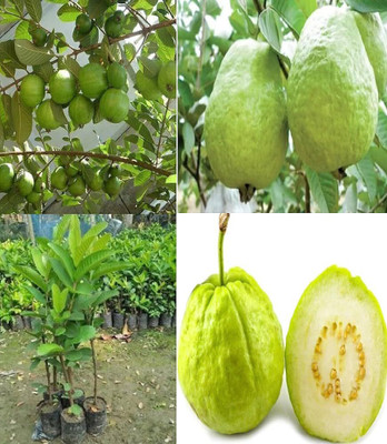 ibains Indian big guava seed Seed(73 per packet)