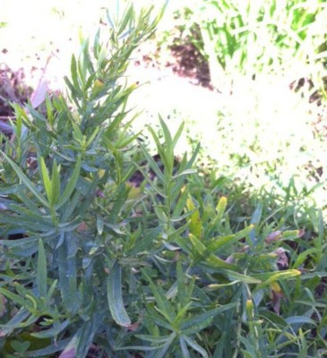 XOLDA Organic terragon herb Seed(20 per packet)