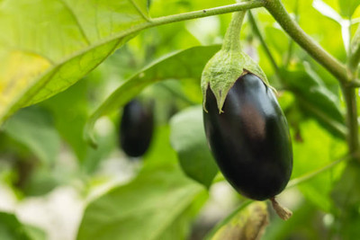 Kodali Hybrid F1 Brinjal Seeds Pack Of 53 Seed(53 per packet)