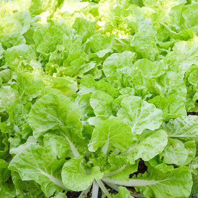 WILLVINE SCI -XVI Chinese Cabbage (Napa Cabbage) [5g] Seed(1500 per packet)