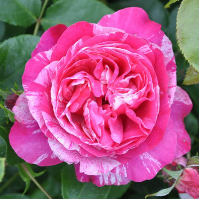 Qualtivate GBPT-7A Raspberry Cream Twirl Climbing Rose Seed(25 per packet)