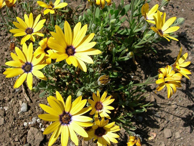 CYBEXIS VXI-53 - F1 African Daisy - Yellow - (180 Seeds) Seed(180 per packet)
