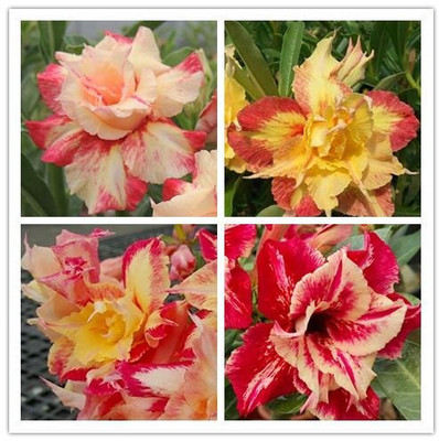 CRGO ADENIUM Seed(70 per packet)