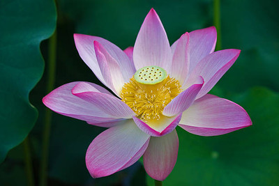 Manomay lotus,kamal gatta Seed(14 per packet)