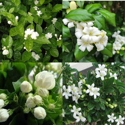 ibains Chameli flower plant seeds bij 26 Seed(26 per packet)