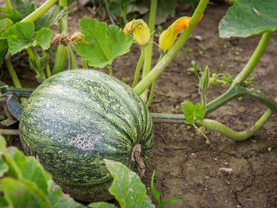 Aywal Pumpkin F1 Hybrid Bheema Seed(80 per packet)