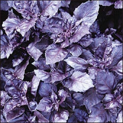 WILLVINE GBPUT-43 Dark Opal Basil(Ocimum basilicum) Seed(1000 per packet)