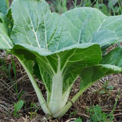 TRICONE Hybrid Vegetable Seeds for Home Gardening Pak choi 80 Seeds GH23 Seed(80 per packet)