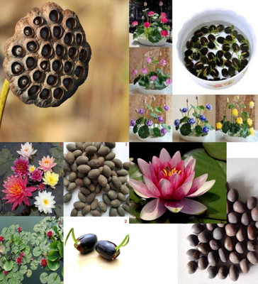 ibains Premium lotus seeds beez 8 Seed(8 per packet)