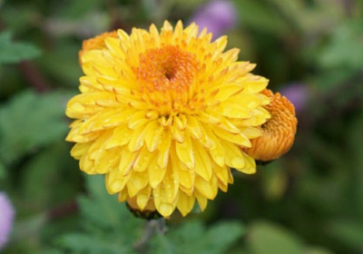 Liance FALLS LEMON CHRYSANTHEMUM Seed(100 per packet)