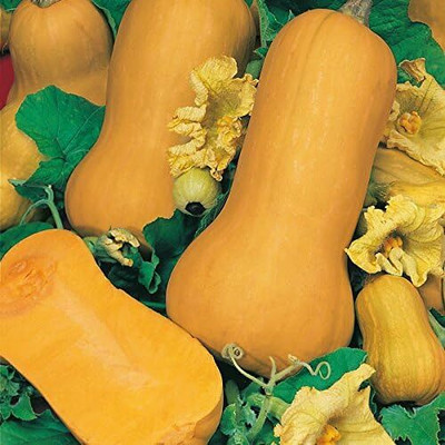 KNESSiN LXI-59 Squash Waltham Butternut Seed(30 per packet)