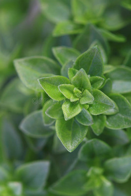 Qualtivate VVI-64 Spicy Globe Basil Herb Seed(1000 per packet)