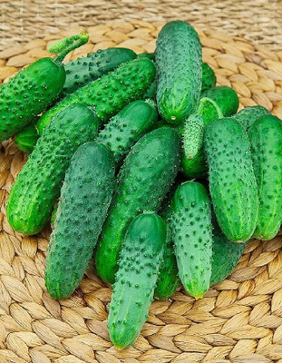 CRGO CUCUMBER , KHEERA Seed(40 per packet)