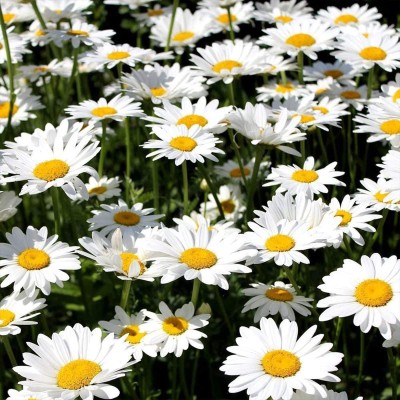 VibeX GBPUT-27 - Chrysanthemum Flowers Giant Hardy Perennial Plants - (30 Seeds) Seed(30 per packet)