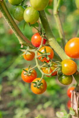 SONIRO tomato Seed(85 per packet)