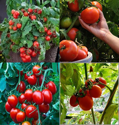 ibains F1 hybrid tomato seeds bij 71 Seed(71 per packet)