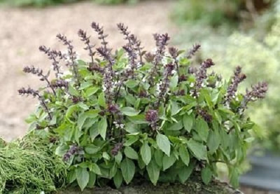 Qualtivate NDIR-6 HERB BASIL QUEEN OF SHEBA Seed(1000 per packet)