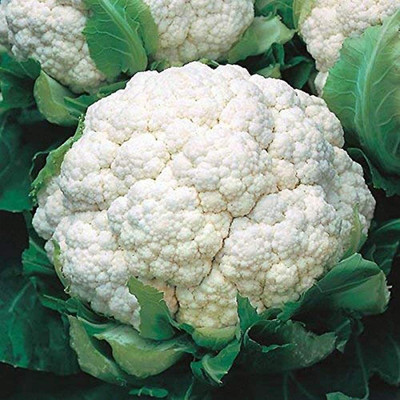 CYBEXIS VXI-2 - Cauliflower F1 Hy Snowbird - (450 Seeds) Seed(450 per packet)