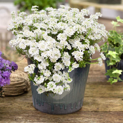 Aywal umbellata Dwarf Fairy Mix - Candytuft Seed(80 per packet)