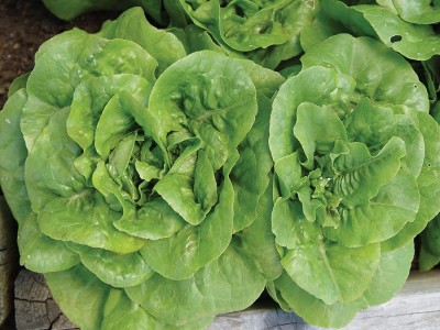 VibeX XLL-86 - Bibb Lettuce - (450 Seeds) Seed(450 per packet)