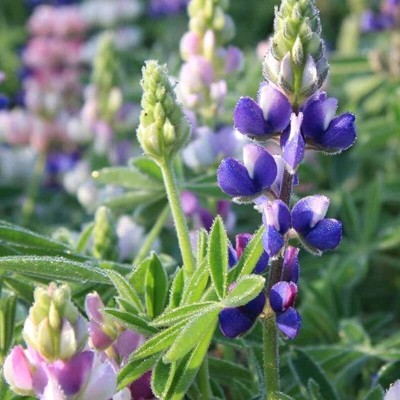 Aywal Lupin Florida Giant Mix Flower Plant Seed(10 per packet)